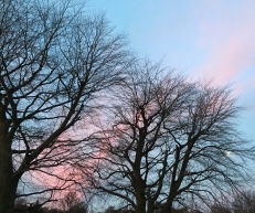 I love the trees' silhouettes this time of year
